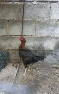 ماده مرغ