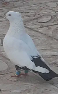 پرنده