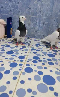 کلفه جفت نرماده