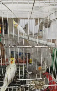 فروش یک جفت لوتینو و یکی خاکستری