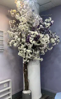 فروش درخت شکوفه