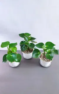 گیاهان آپارتمانی خاص و باکیفیت