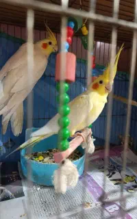 جفت عروس هلندی