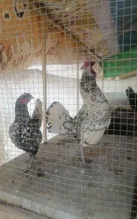 مرغ و خروس مینیاتوری