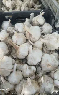 سیر خشک