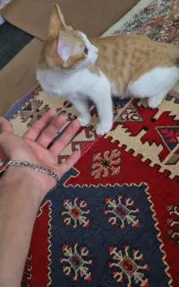 واگذاری گربه