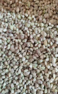 تخم ینجه بوجار گل انگار