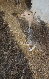 فروش بوقلمون برنز