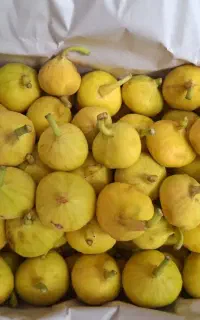 انجیر امیرعلی