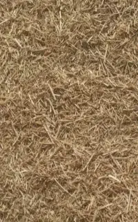 کاه سیاه دانه(قره دنه سامانی)