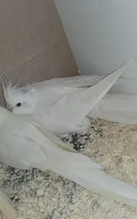 هلندی عروس.
