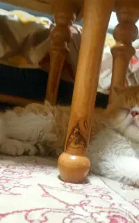 گربه پرشین گارفیلد
