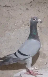 کبوتر مسافتی اصل