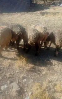 میش