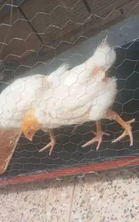 دو عدد جوجه سالم وچاق و رنگی