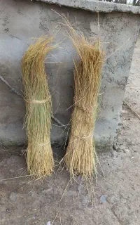 کلوش نو به قطر ۲۵الی ۳۰ دسته ای ۱۴۰۰۰۰ تومان