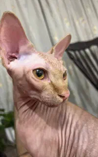 گربه اسفینکس