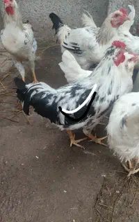 دوتا محلی پا بلند و سه تا نژاد دار و زیبا