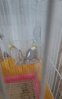 عروس هلندی