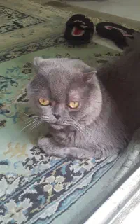 واگذاری گربه اسکاتیش