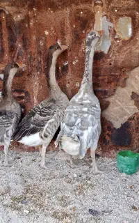 قاز