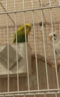 مرغ عشق جفت سرحال