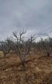 نیازمند کارگر جوان با محل اقامت