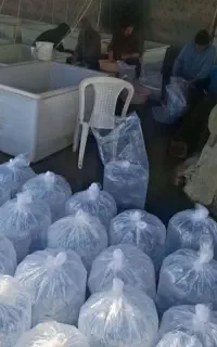 بچه ماهی کپور آمور