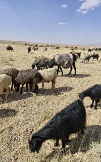ماده خر گله ای فروشی