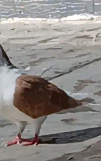 5 تا کفتر