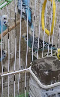 مرغ عشق