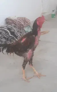 انواع نژاد جوجه