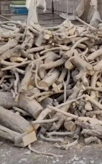 خرید چوب انجیر قیمت کیلویی ۲۵هزارتومن