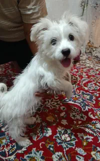 سگ شیتزو تریلر