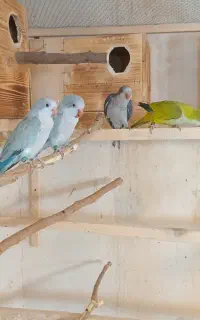 فروش راهب ۵ماهه باتست