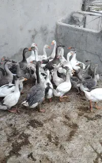 خوراک تیور دانه پارس غاز