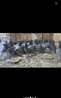 پلاکی