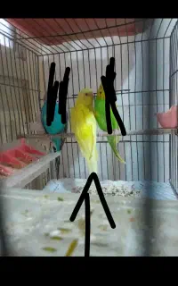 مرغ عشق