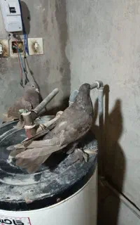 کبوتر