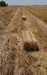 دستگاه پرس کلش میخام