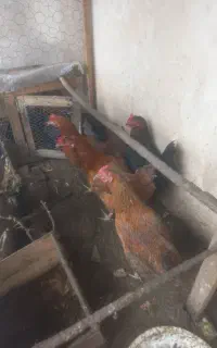 فروش جوجه مرغ