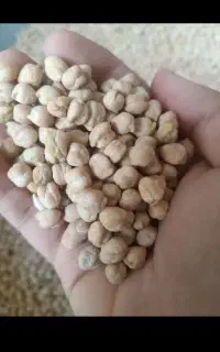 نخود درجه یک امساله لرستان