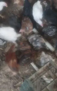 گلپایگانی ۷۰روزه