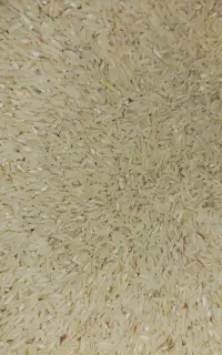 برنج هاشمی کشت سیاهکل گیلان