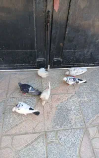 کبوتر