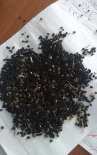 بذرتره