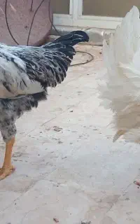 خروس جوان