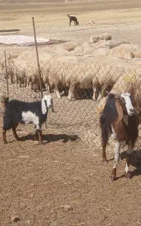 بز بزغاله
