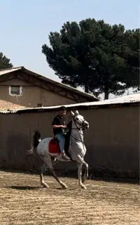 اسب مادیان عرب