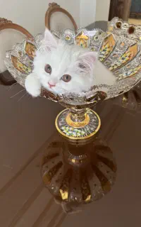گربه